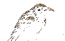 Hugin the raven