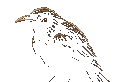 Munin the raven
